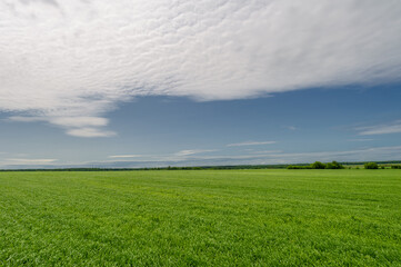 Spring photography, landscape with a cloudy sky. Young wheat, green sprouts, cereals, as well as...