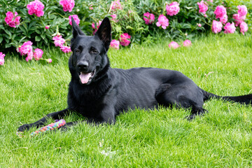 Black German shepherd