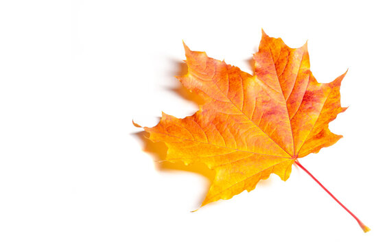 Autumn maple leaf, a flattened structure of a higher plant, similar to a blade that attaches directly to the stem or through the stem. Leaves are the main organs of photosynthesis and transpiration.