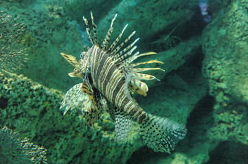 Pesce leone orientale o Pesce scorpione orientale - Pterois volitans