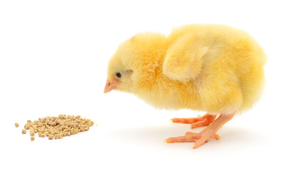 Baby chicken having a meal