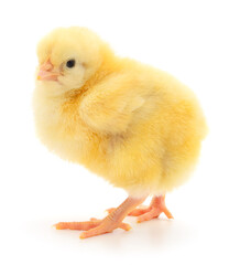 Fototapeta premium Small yellow chicken