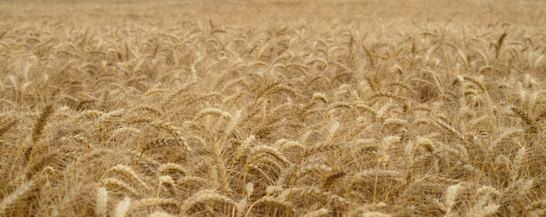 Ears of wheat.