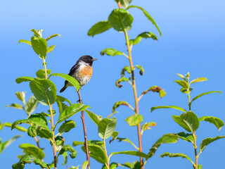 A common stonechat sitting on a small twig