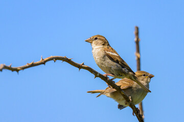 Two female house sparrows sitting on a twig