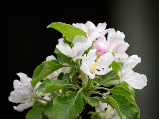 Closeup of a blossom of an apple tree