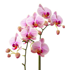 Fototapeta na wymiar Orchids Ornamental Plants flower isolated on white background png. 