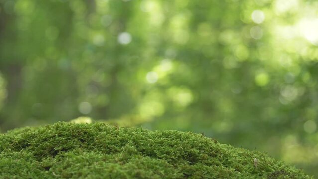 Green fresh background. Close-up slow motion of fresh green moss on a stone in the forest on a blurred background with sun glare