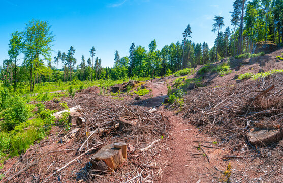 Dead and cut spruce forest, with spruce trees infested with bark eating beetles in the national park Saxon Switzerland, near Bad Schandau, Germany.