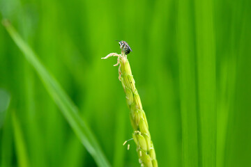 Green rice ear on rice field terrace; green nature background.