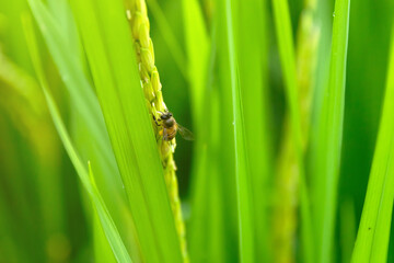 Green rice ear on rice field terrace; green nature background.