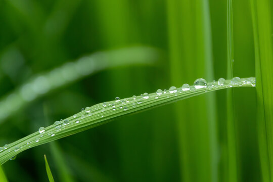 Green rice ear on rice field terrace; green nature background.