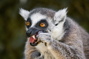 Close-up head-shot portrait of a ring-tailed lemur with furry ears eating a plum, looking away from camera