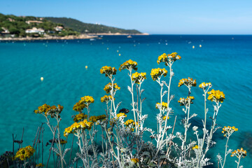 Fototapeta na wymiar Gelbe Blumen an der Côte d'Azur bei L'Escalet (Var)