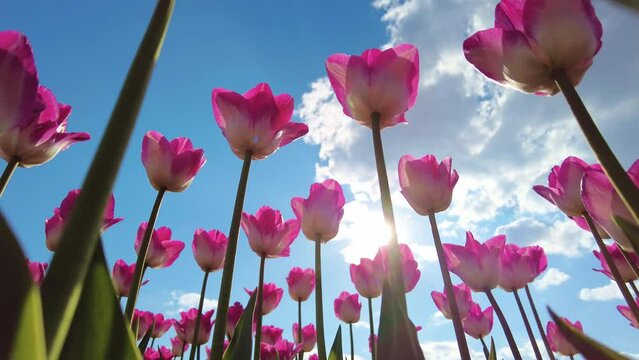 Tulips on blue sky background on a sunny day