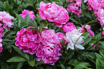 Pink peonies flower bloom in garden. Close up.