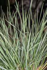 Leaves of Blue Oat Grass (Helictotrichon sempervirens)