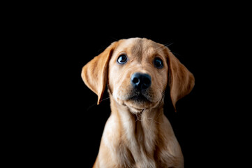 Portrait of an adorable golden labrador retriever puppy