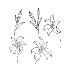 Vector illustration. Flowers in black and white in hand drawn style. Blooming lilies and buds