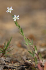 wild flowers in the grass