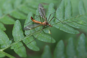 centipede mosquito on leaf