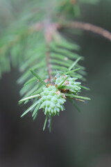 close up of a pine needles