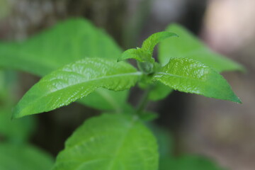 close up of aspen leaves