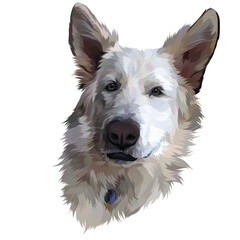 border collie puppy portrait