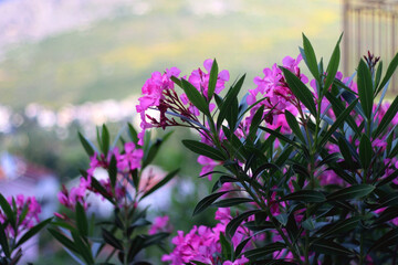 Pink oleander flowers in the garden. Selective focus.