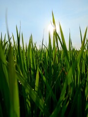 green grass and blue sky