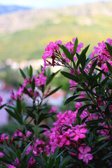 Pink oleander flowers in the garden. Selective focus.