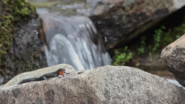 On the rock, the Alpine newt with waterfall on background (Ichthyosaura alpestris)