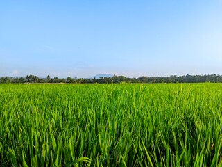 green field and sky