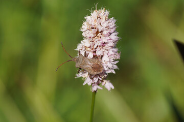 Dock bug (Coreus marginatus), family Coreidae on flowers of bistort (Bistorta officinalis, synonym Persicaria bistorta), dock family (Polygonaceae). Netherlands, June.