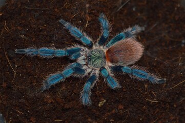 Dolichothele diamantinensis - Brazilian blue dwarf beauty tarantula