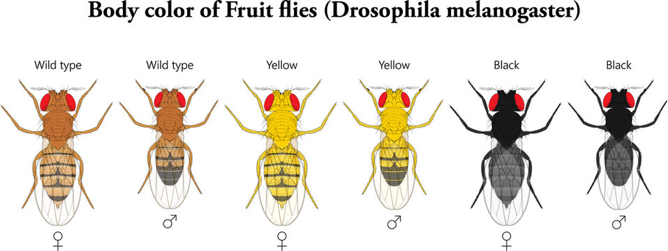Body color of Fruit flies (Drosophila melanogaster)