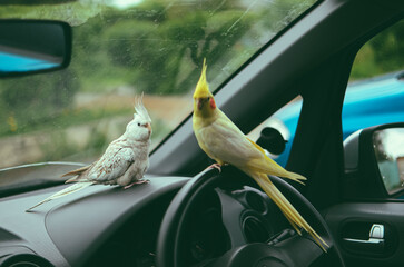 funny pet cockatiel parrot sits on the steering wheel of a car.Parrot in the car.Cute...