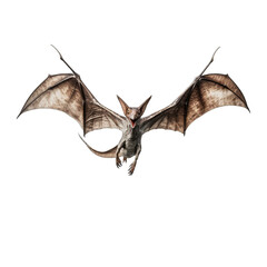 Fototapeta premium a flying pterodactyl, dinosaur