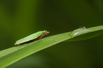 Green oak tortrix, tortrix viridana moth animal sitting on grass stem. Macro animal