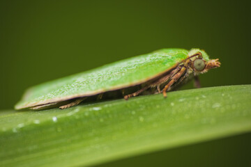 Green oak tortrix, tortrix viridana moth animal sitting on grass stem. Macro animal