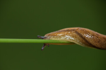 Slug animal on grass stem with blured background. Macro photo