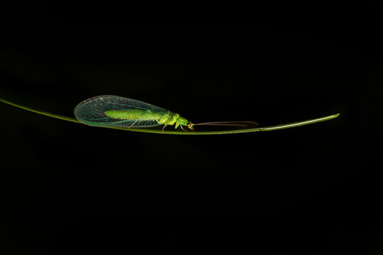 Green lacewing, chrysoperla carnea insect walk on grass stem. Macro animal isolated on black color