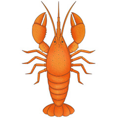 Cartoon red lobste