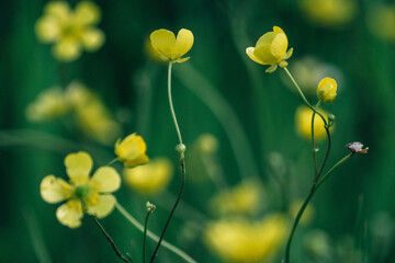 Close-up of yellow buttercup flowers in bloom