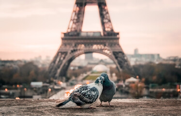 Two pigeons nuzzle on a wall in the Trocadero, the Eiffel Tower visible in the background