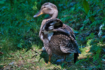 duck in the grass