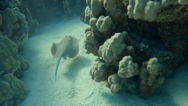 blue spotted stingray cruising