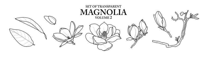 Cute hand drawn isolated black outline Magnolia on transparent background png file (Vol. 2) © Plawarn
