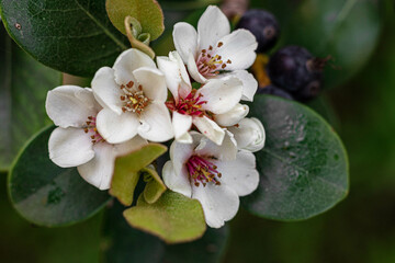 Bloom of the Indian Hawthorn (Rhaphiolepis indica) at the Botanical Garden in Cagliari. Sardinia, Italy