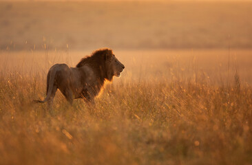 A backlit image of a Lion in the morning hours at Masai Mara, Kenya